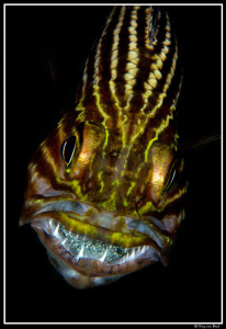 a mouth full of eggs...II by Dray Van Beeck 
